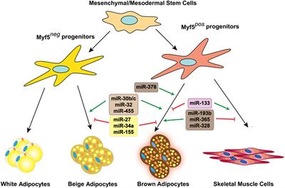 MicroRNA Regulation of Brown Adipogenesis and Thermogenic Energy Expenditure